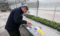 Yenimahalle Belediyesi’nden Çevreci Çiçek Üretim Modeli