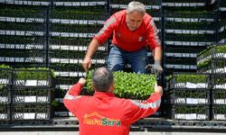 Mansur Yavaş'tan 8 İlçeye Erkenci Fide Desteği