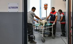 Ankara Büyükşehir Belediyesi'nden 8 Milyonun Üzerinde Sokak Hayvanına Veterinerlik Hizmeti