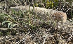 Ayaş'ta Mantar Ararken Top Mermisi Buldu, 20 Metre Taşıdı