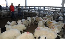 Çubuk'ta Kurbanlık Satışları Başladı