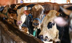 Kurban Bayramı’na Sayılı Günler Kala Fiyatları Dudak Uçuklattı