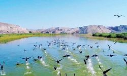 Nallıhan Kuş Cenneti Ziyaretçilerini Ağırlıyor