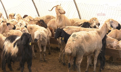 Kurban Kesimi Esnasında En Az 13 Bin 513 Kişi Yaralandı