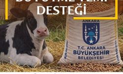 Mansur Yavaş'tan Türkiye’de Bir İlk: Buzağı Büyütme Yemi Desteği