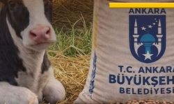 Mansur Yavaş'tan Türkiye’de Bir İlk: Buzağı Büyütme Yemi Desteği