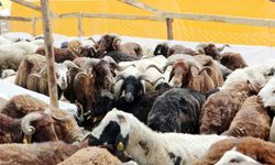 TZOB: Kurbanlık Fiyatları 15 Bin Liradan Başlıyor
