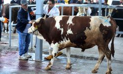 Yenimahalle’de Kurbanlar Huzurla Kesildi