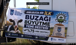 Mansur Yavaş'tan Bir İlk Daha: Yüzde 75 Hibeli “Buzağı Büyütme Yem Desteği” Kırsaldaki Yetiştiriciye Can Suyu Oldu