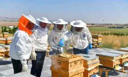 Ankara Büyükşehir Belediyesi'nin ATA Çiftliği’nde İlk Bal Hasadı