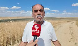 Polatlı'da Çiftçiden Hasat Öncesi Fiyat İsyanı: "Biçmek Bile İstemiyoruz"