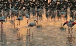 Tuz Gölü’nde Flamingo Sayısı Son 5 Yılın En Yüksek Seviyesinde