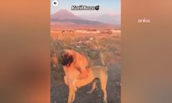 Köpek Dövüşü Yaptıran 3 Kişi Gözaltına Alındı