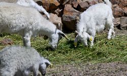 Ata Çiftliği'nin Yoncaları Atatürk Çocukları Doğal Yaşam Parkı Sakinlerine Ulaştırıldı
