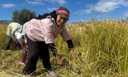 Kızılcahamam Çeltikçi Pirincinde İkinci Hasat Başladı