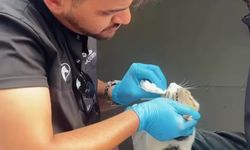 Sincan'da Sahipsiz Hayvanlar İçin Seferberlik