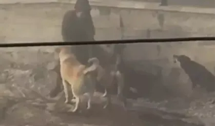 Ankara'da Hamile Kadına Başıboş Köpekler Saldırdı