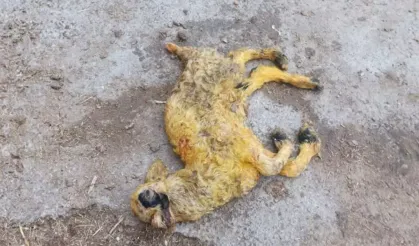Hayrete Düşüren Doğum! 3 Kulaklı, Tek Gözlü ve Ters Ayaklı Kuzu Dünyaya Geldi
