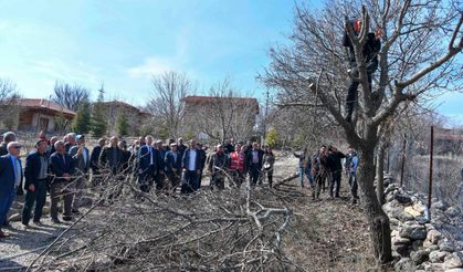 Ankara Büyükşehir Belediyesi Yabani Sakız Ağaçlarını Antep Fıstığına Dönüştürecek