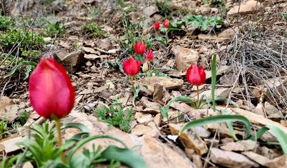 Kızılcahamam’da Baharın En Narin Habercisi Olan Dağ Laleleri Açtı