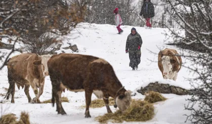 Ankara'da Kar Altında Hayvancılık