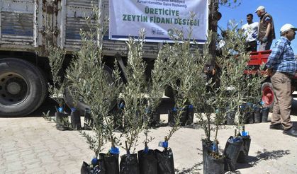 ABB Başkanı Mansur Yavaş'tan Nallıhanlı Üreticilere Zeytin Fidesi Desteği