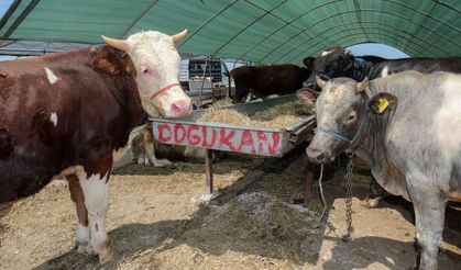 Yenimahalle’de Kurban Satış Yerlerine Başvurular Başlıyor