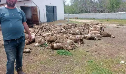 Haymana'da Kurtlar Çiftlikteki 92 Kuzuyu Telef Etti