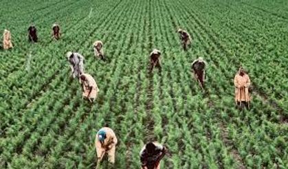 Tarım İşçilerine Yevmiye Ücreti 735 Lira