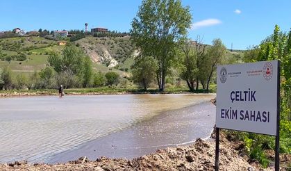 Kızılcahamam’da “Çeltikçi Pirinci” Yeniden Toprakla Buluştu