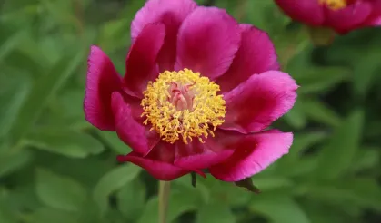 Çubuk'ta Şakayık Zamanı