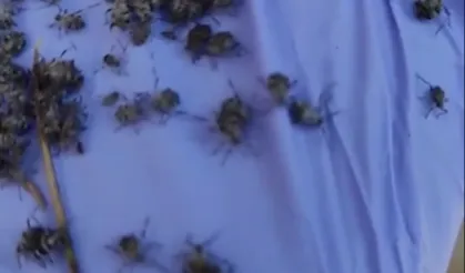 Etimesgut Belediyesi'nden 'Kene' Açıklaması