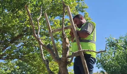 Beypazarı'nda Antep Fıstığı Aşılaması Başladı