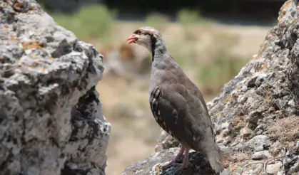 Beypazarı'nda 250 Keklik Doğaya Salındı