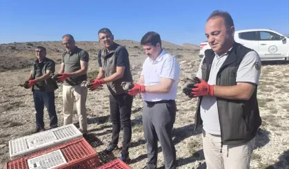 Nallıhan'da 200 Kınalı Keklik Doğaya Salındı