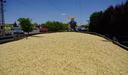 Polatlı'da İlk Arpa Hasadı Yapıldı