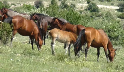 Beypazarı'nda Yılkı Atları Görüntülendi