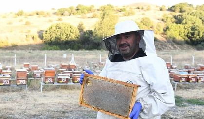Pursaklar'da Bal Hasadı Başladı
