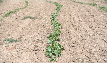Ankara Büyükşehir Belediyesi ve Kahramankazan'dan Tarımsal Miras Hamlesi: Kazan Kavunu Toprakla Buluştu