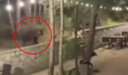 Ankara'da Aç Kalan Ayı Restoranı Bastı