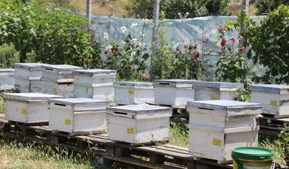 Çubuk'ta Çiçek Balı Hasadı Başladı