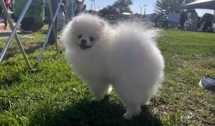 Ankara'da 5. Irk Standartları ve Güzelliği Yarışması Düzenlendi