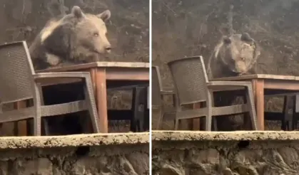 Ayı Lokantada Servis Bekledi