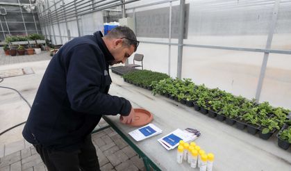 Yenimahalle Belediyesi’nden Çevreci Çiçek Üretim Modeli