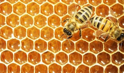 Başkent’te Arı Üretimi Destekleniyor: Arı Kovanı ve Fondan Arı Yemi Projeleri Başvuruya Açıldı