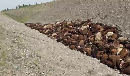 Arı Saldırısından Kaçan Koyunlar Birbirini Ezdi: 400 Koyun Öldü