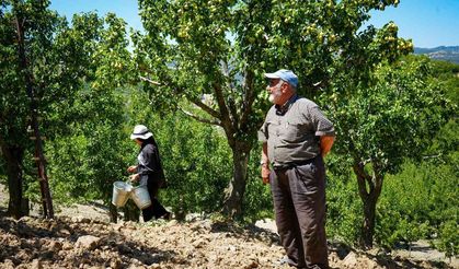 Çubuk'ta Yaz Armudu Hasadı Başladı