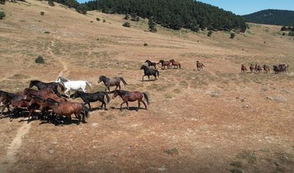 Yılkı Atları Kızılcahamam'da Görüntülendi