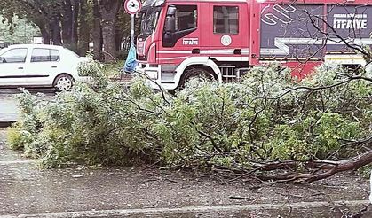 Başkentte Yağıştan Devrilen Ağaç Trafiği Aksattı