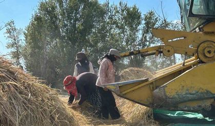 Kızılcahamam Bağlıca'da 40 Yıl Sonra Yeniden Çeltik Hasadı Yapıldı